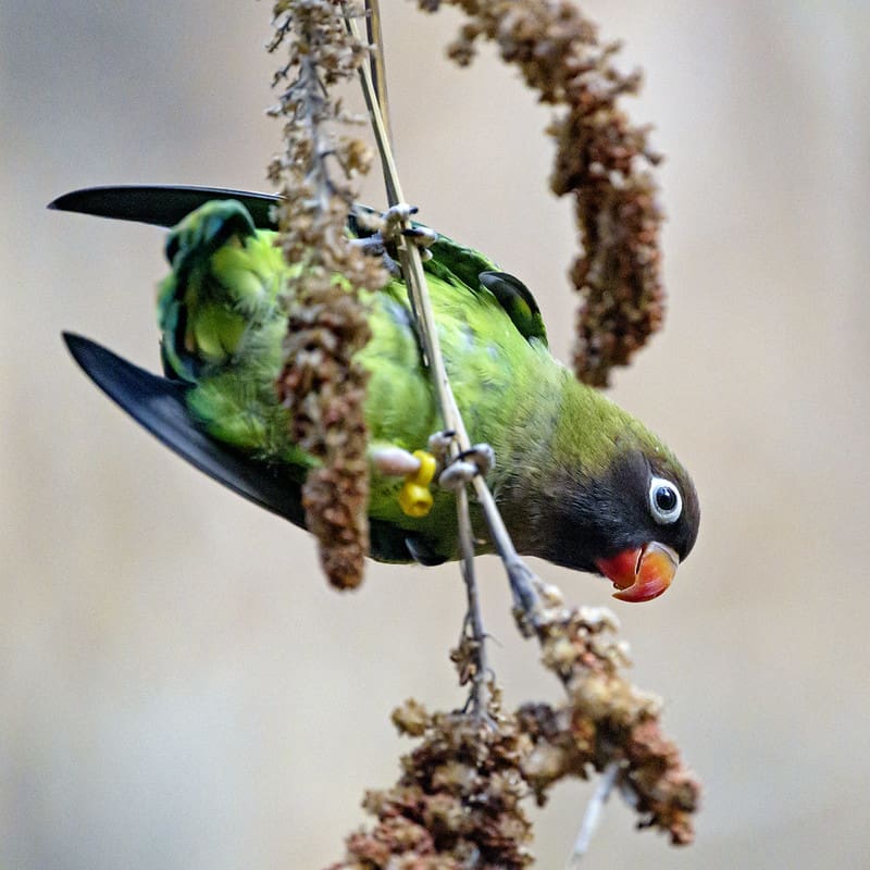 Black-cheeked Lovebird Fieldwork