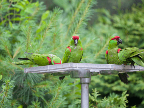 Thick-billed Parrot Conservation and Research