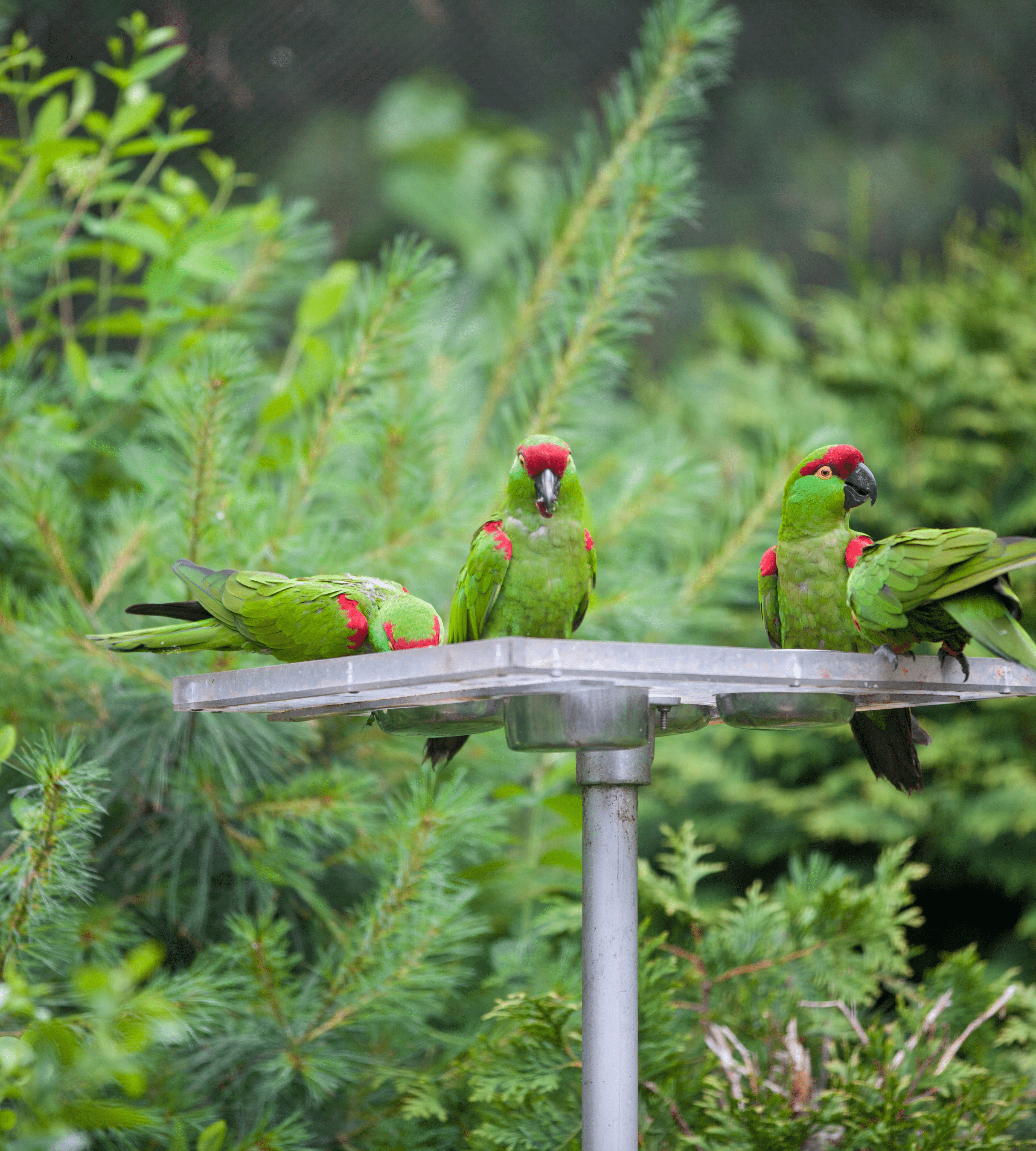 Thick-billed Parrot Conservation and Research