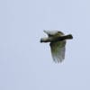 A wild Blue-eyed Cockatoo in flight