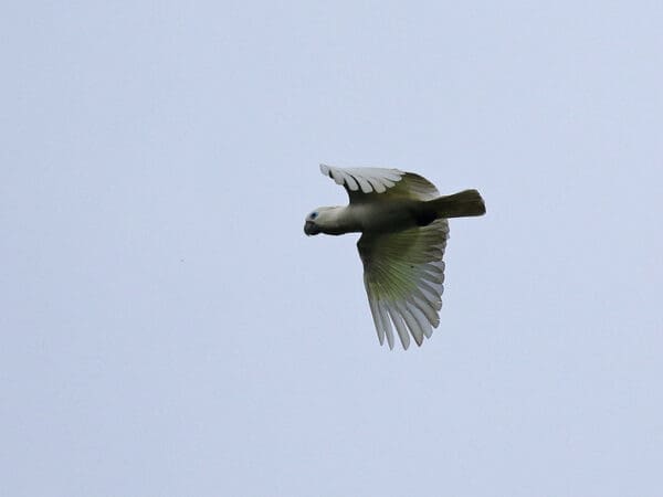 Blue-eyed Cockatoo Conservation and Research