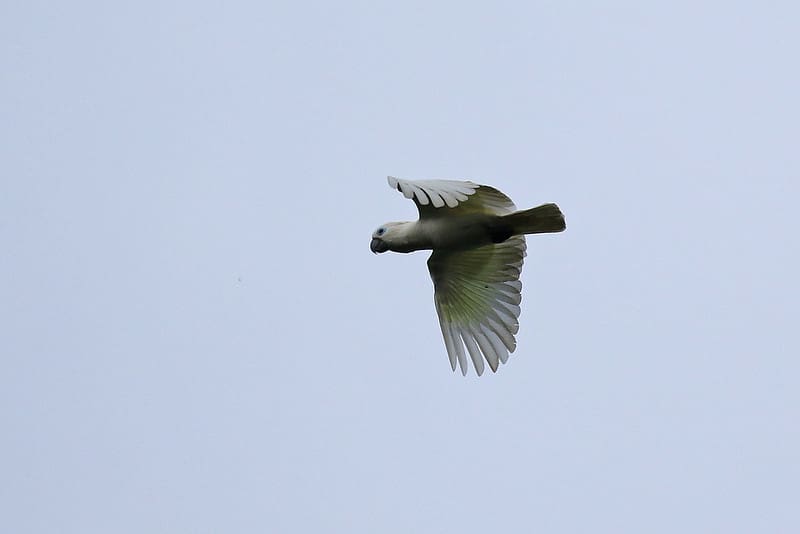 Blue-eyed Cockatoo Conservation and Research