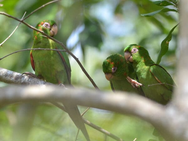 Cuban Conure Fieldwork