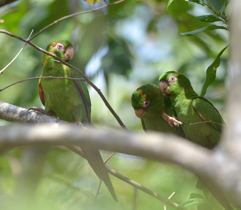 Wild Cuban Conures perch in a tree