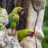 Wild Great Green Macaws at an Almond tree cavity