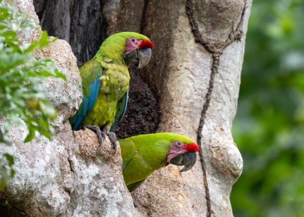 Wild Great Green Macaws at an Almond tree cavity