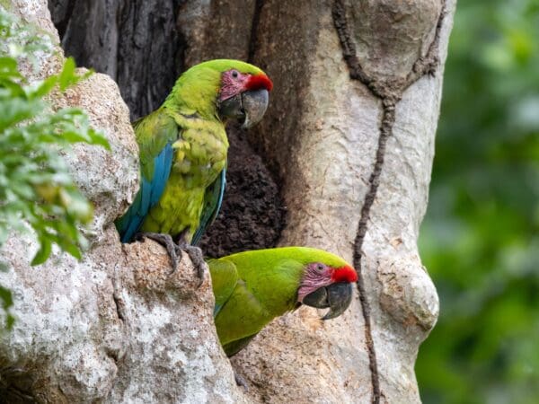 Great Green Macaws: Protecting Their Wild Spaces