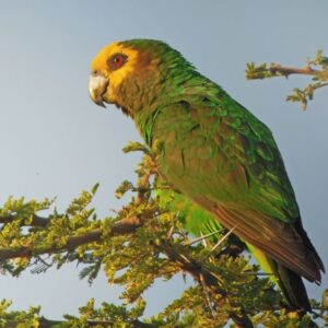 A wild Yellow-fronted Parrot perches in a tree