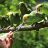 Rescued Yellow-headed Amazons being fed at Belize Bird Rescue