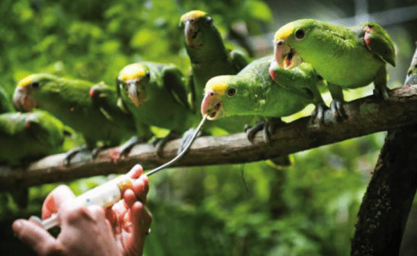 Rescued Yellow-headed Amazons being fed at Belize Bird Rescue