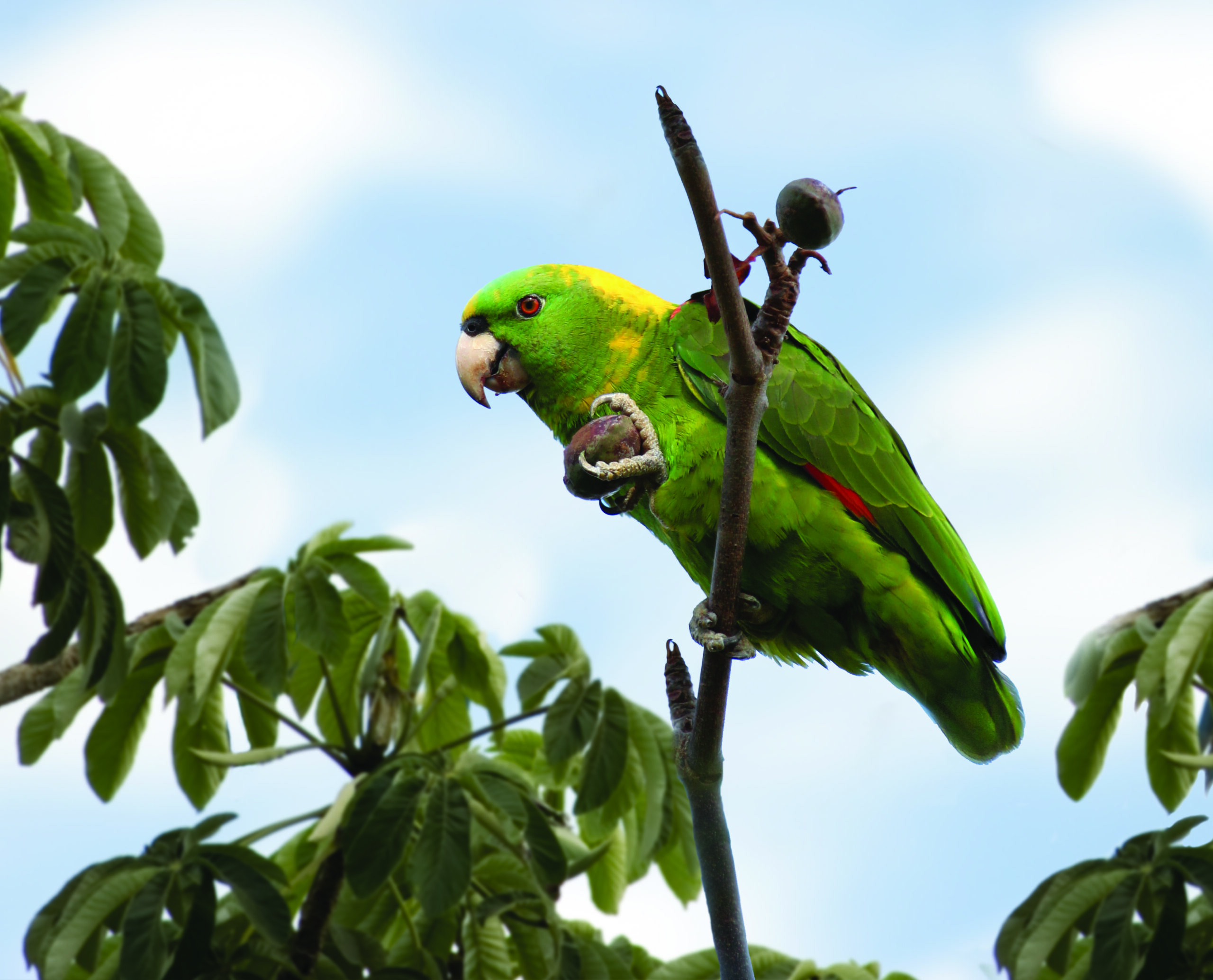 Yellow-naped Amazon Conservation