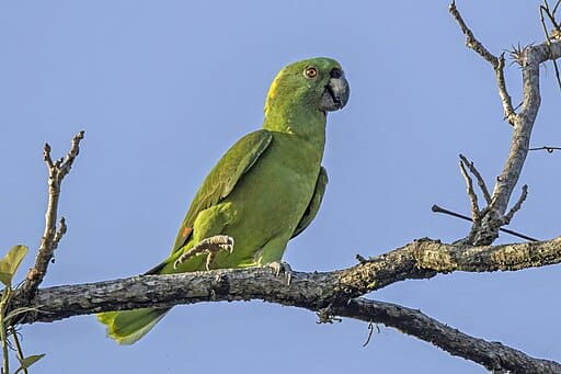 Yellow-naped Amazons: Surveys