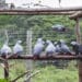 Grey Parrots confiscated from trade in a pre-release flight