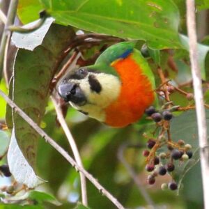 A wild Black-fronted Fig Parrot feeds on berries