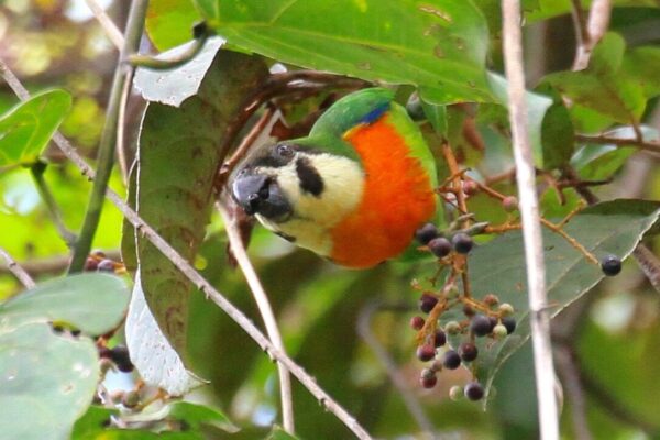 A wild Black-fronted Fig Parrot feeds on berries