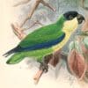 An illustration shows a Black-fronted (Creamy-breasted) Fig Parrot