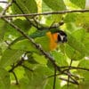 A wild Dusky-cheeked Fig Parrot forages in a tree