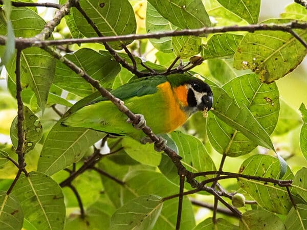 A wild Dusky-cheeked Fig Parrot forages in a tree