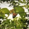 A wild Dusky-cheeked Fig Parrot hangs from a branch