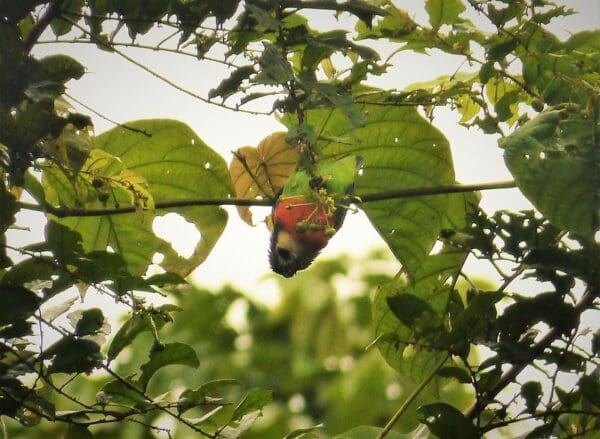 A wild Dusky-cheeked Fig Parrot hangs from a branch