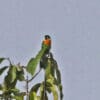 A solitary Dusky-cheeked Fig Parrot perches atop a tree