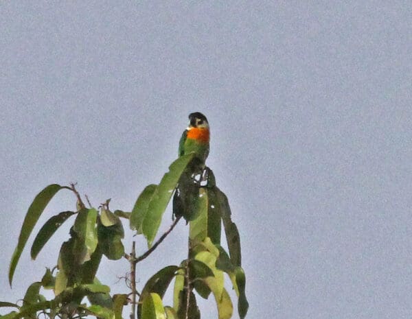 A solitary Dusky-cheeked Fig Parrot perches atop a tree