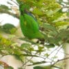 A wild Dusky-cheeked Fig Parrot forages in a tree