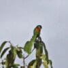 A solitary Dusky-cheeked Fig Parrot perches atop a tree