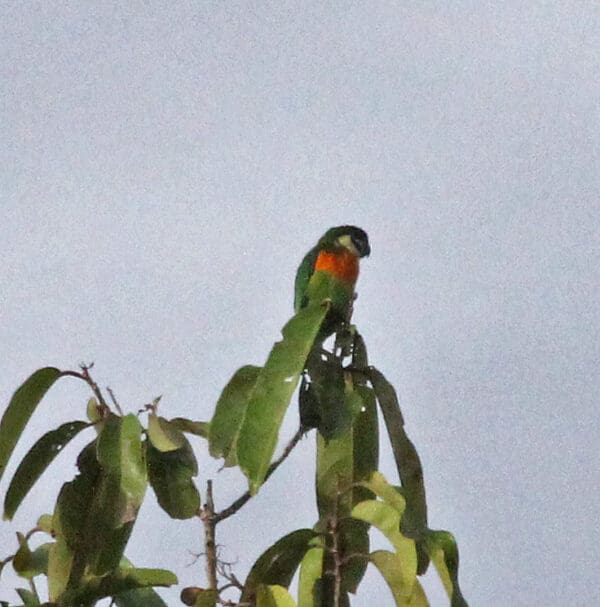 A solitary Dusky-cheeked Fig Parrot perches atop a tree