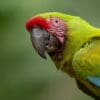 A closeup of a wild Great Green Macaw