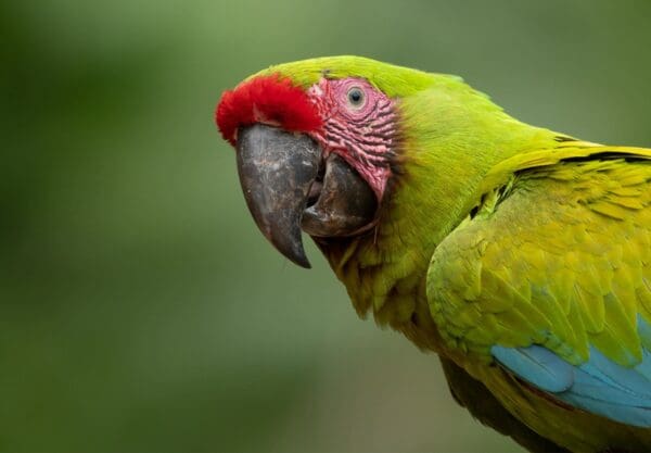 A closeup of a wild Great Green Macaw