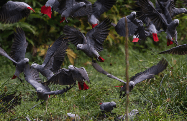 Declines in Grey and Timneh parrots prompt listing as Endangered