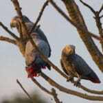 Wild Grey Parrots perch in a tree