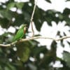 A Black-fronted Fig Parrot perches on a branch