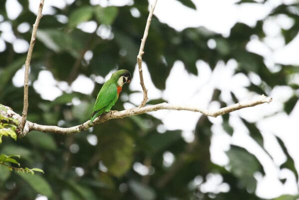 A Black-fronted Fig Parrot perches on a branch