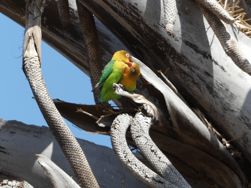 A pair of Fischer's Lovebirds in their roosting tree