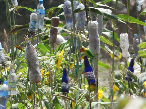 Farmers trying to protect their crops against Fischer's Lovebirds.