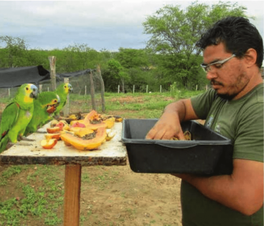 <br><br>Brazil<br>Parrot Rescue