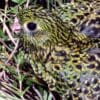 A wild Eastern Ground Parrot hides in ground cover