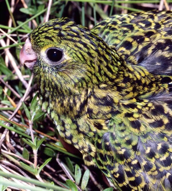 A wild Eastern Ground Parrot hides in ground cover