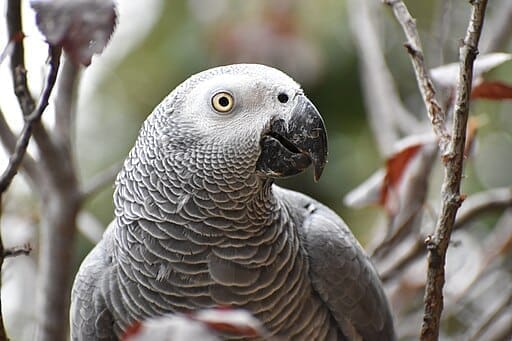 <br>Grey Parrot <br>Program