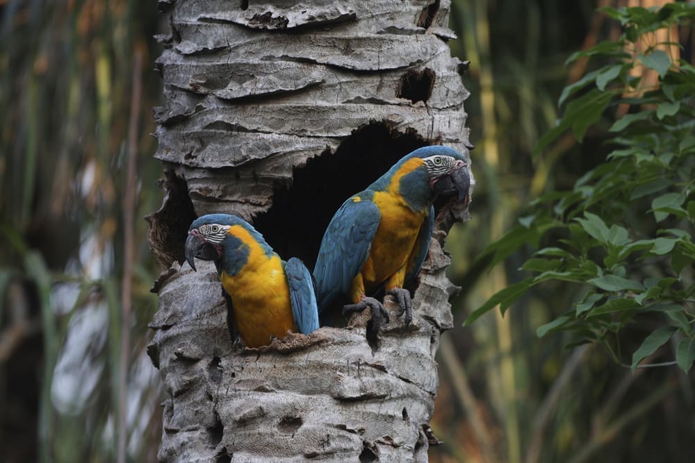 <br>Blue-throated Macaw Conservation