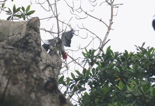 Focus on Angola: new efforts to tackle parrot trafficking in the Congo basin