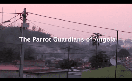 New video: The Parrot Guardians of Angola