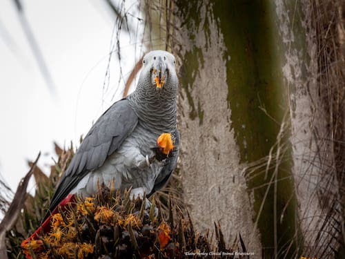 Mshindi the survivor: Rescued Grey parrots thriving in the wild send a message of hope