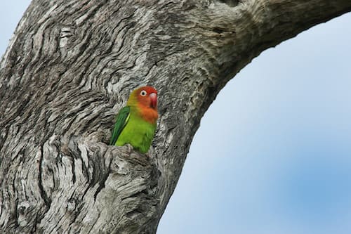 New project trials nest boxes as a conservation tool for threatened lovebirds