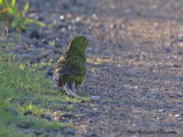 A wild Eastern Ground Parrot forages on the ground