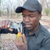 A physical exam is carried out on a Lilian's Lovebird in Zambia