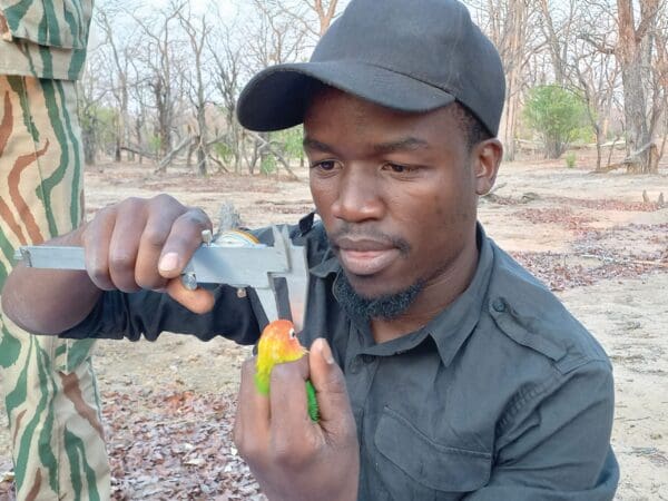 A physical exam is carried out on a Lilian's Lovebird in Zambia