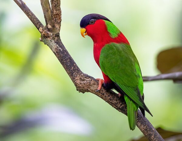 A wild Collared Lorikeet perches on a branch